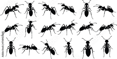 Ant silhouette collection, insect posture icons, entomology reference graphics, crawling bug shapes, segmented body designs, flat vector illustration