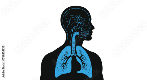Anatomical illustration of the human respiratory system highlighting lungs and airways.