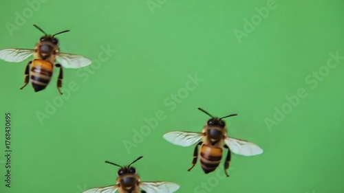 A swarm of honeybees flying in the air against a solid green background in a close up shot bee green screen video