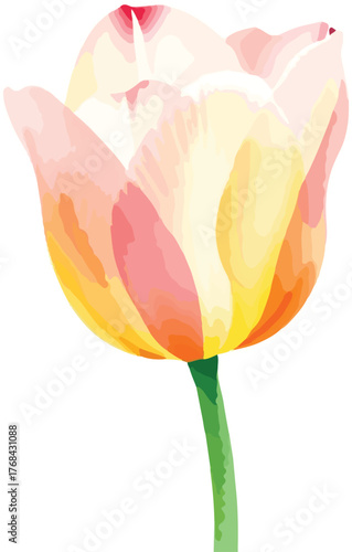 beautiful Watercolor tulip flower on vector illustration