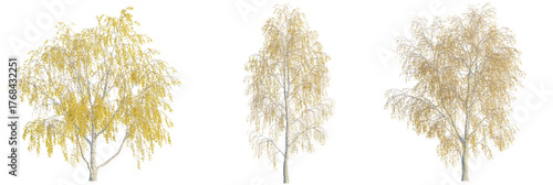Cuadro en lienzo Betula pendula tree cutout, front view, transparent background, isolate, Fall bi