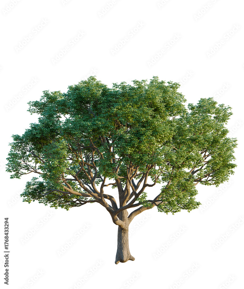 Obraz premium Bischofia javanica tree cutout, front view, transparent background, isolate, Lush green tree with a full canopy adds natural beauty to designs