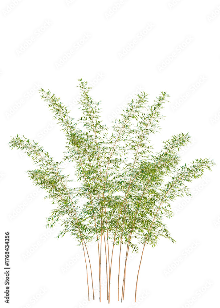 Fototapeta premium Phyllostachys parvifolia tree cutout, front view, transparent background, isolate, Vibrant green bamboo stalks with delicate leaves reach towards the sky