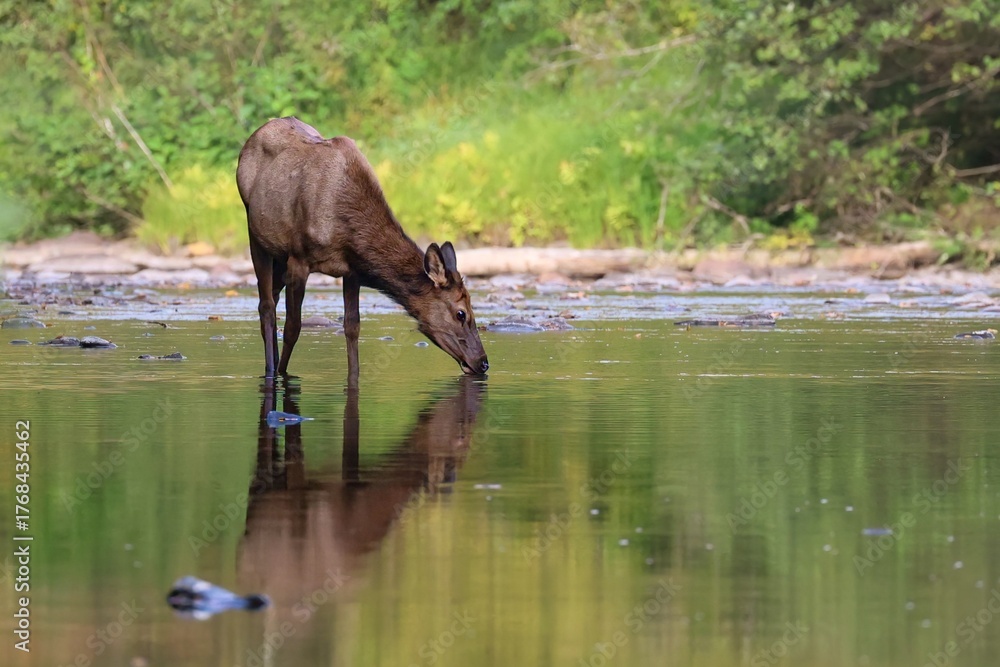 Fototapeta premium Magnificent Peaceful Elk Drinking From the River 