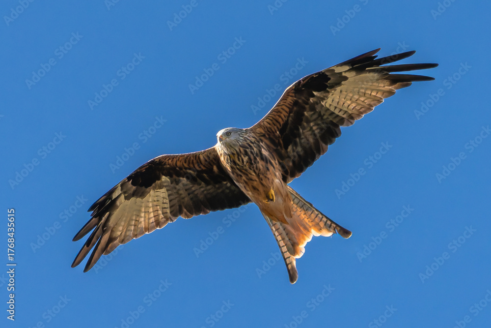 Fototapeta premium Red Kite in flight