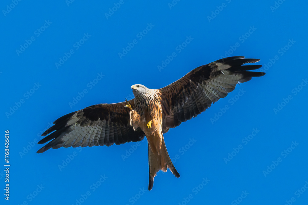 Obraz premium Red Kite in flight