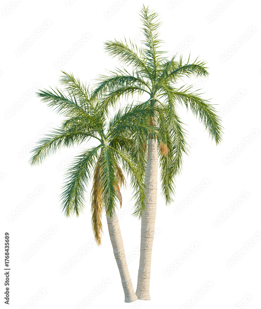 Fototapeta premium Roystonea regia tree cutout, front view, transparent background, isolate, Lush green palm trees with textured trunks, perfect for tropical scenes
