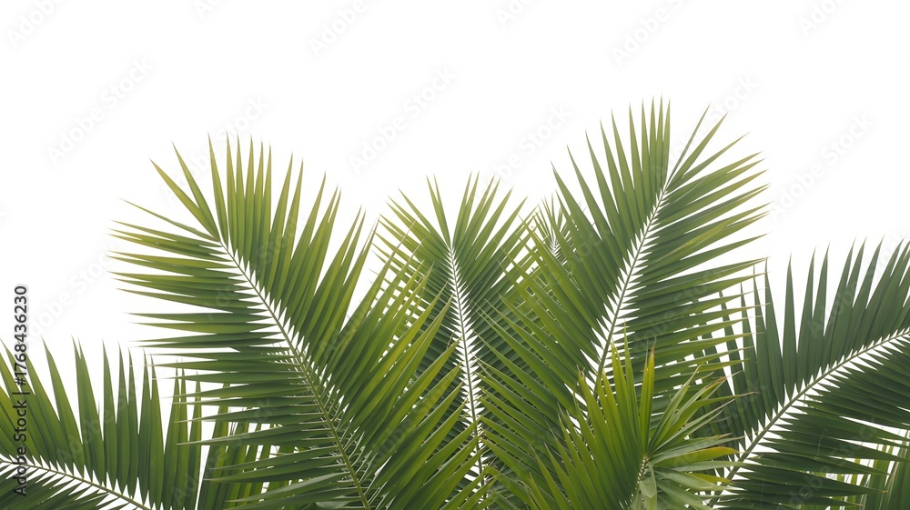 Obraz premium Lush green palm fronds against a bright sky create a vibrant, tropical feel perfect for summer vacation promotions and island resort advertising