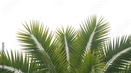 Wallpaper Mural Lush green palm fronds against a bright sky create a vibrant, tropical feel perfect for summer vacation promotions and island resort advertising Torontodigital.ca