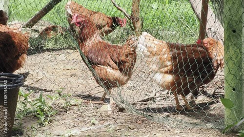 Brown egg laying hens raised in net a natural outdoor garden