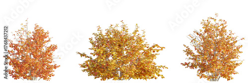 Fothergilla gardenii tree cutout, front view, transparent background, isolate, Vibrant autumn bushes with warm orange and yellow leaves, perfect for seasonal design