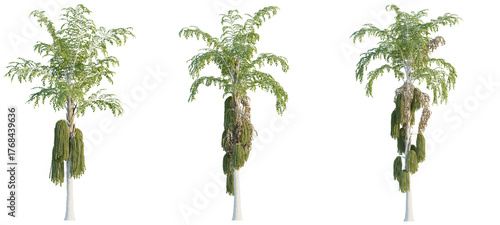 Wallpaper Mural Caryota urens tree cutout, front view, transparent background, isolate, Stunning trio of birch trees with lush green foliage and unique textures Torontodigital.ca