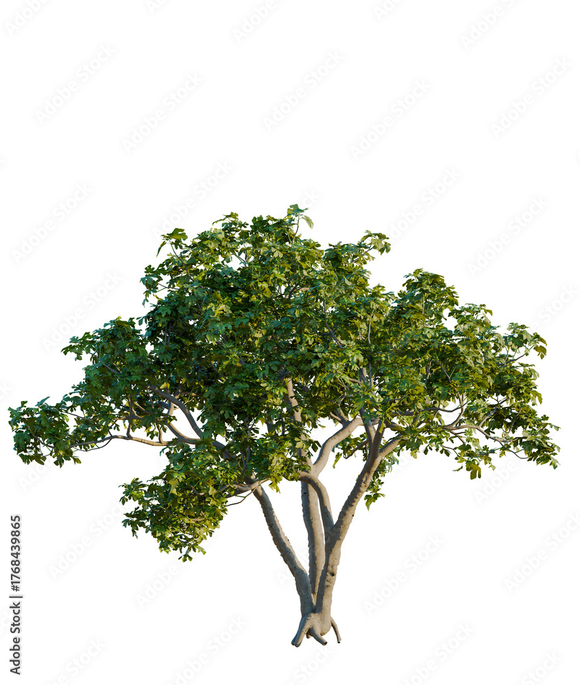 Obraz premium Ficus carica tree cutout, front view, transparent background, isolate, Vibrant green tree with lush foliage and textured trunk, perfect for nature scenes