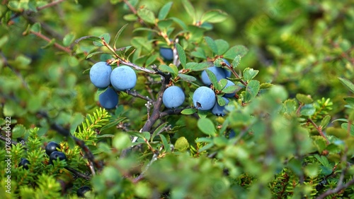 Ripe black-blue fruits of a northern plant called blueberry in the polar tundra on an autumn day.