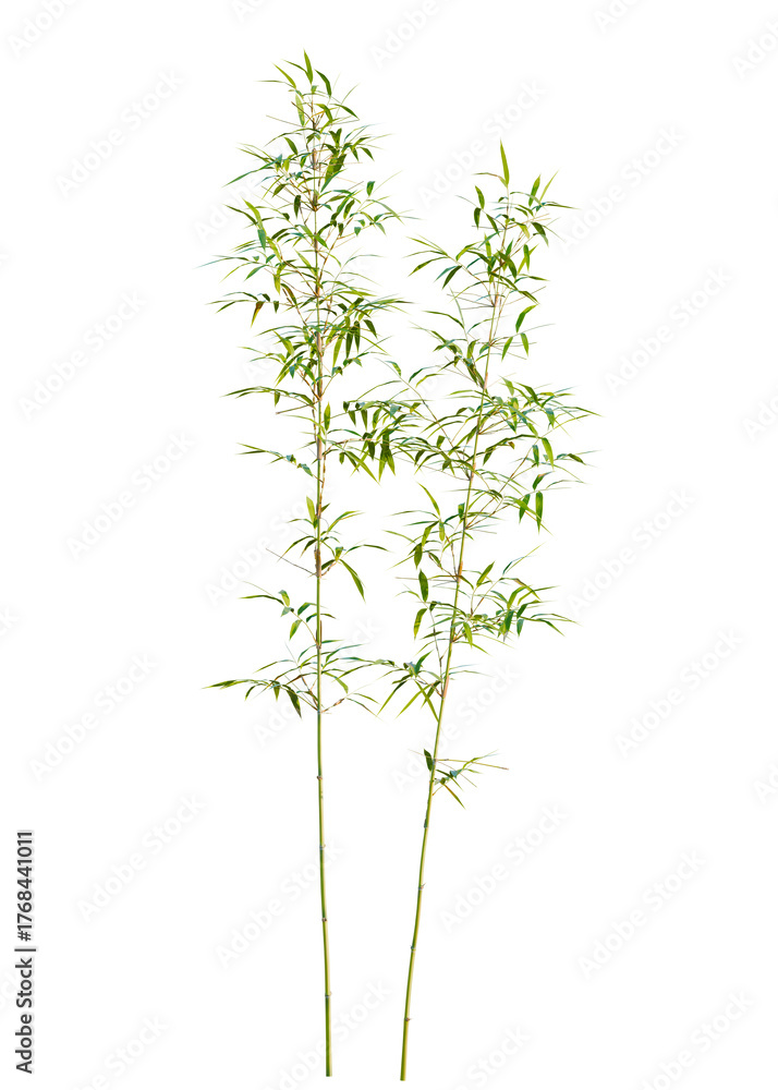 Naklejka premium Fargesia tree cutout, front view, transparent background, isolate, Vibrant green bamboo stalks sway gently in the breeze, bringing natural elegance