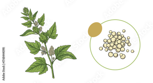 An illustration depicting a quinoa plant with its distinctive leaves, seeds, and a cluster of quinoa seeds within a circular frame.