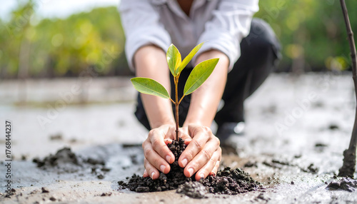 Close up of  girl hand planting a mangrove sapling in the swamp mangrove forest area