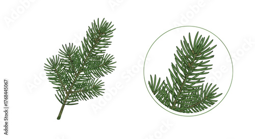 Botanical illustration of a vibrant green spruce tree branch, showing its characteristic needles and tiny growth points, with a magnified detail.