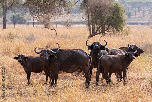 cape buffalo or syncerus caffer caffer animals standing in field at tarangire national park tanzania