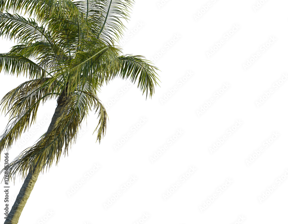 Fototapeta premium Cocos nucifera tree corner view, cutout, transparent background, isolate, Vibrant palm tree fronds sway gently, evoking tropical paradise and relaxation