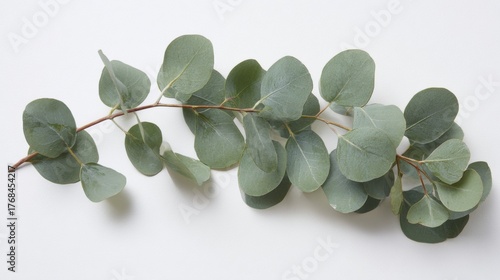A delicate eucalyptus branch with round silver dollar leaves on a clean white background
