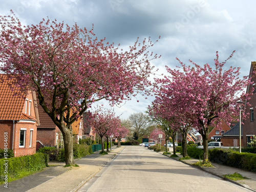Eine Allee aus bunt blühenden Kirschbäumen