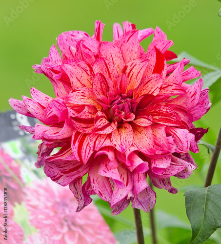 Różowy urok Dalii.
