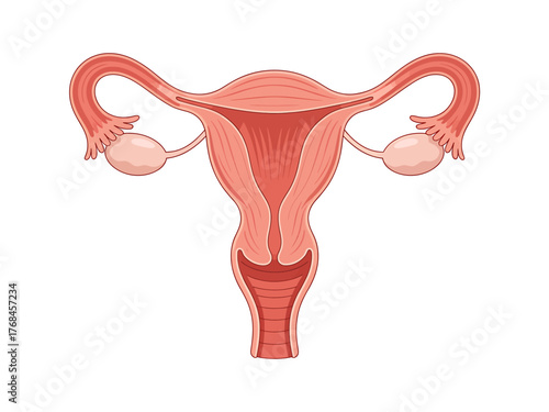Female reproductive system anatomical illustration with uterus fallopian tubes and ovaries on a white background medical diagram depicting female internal organs