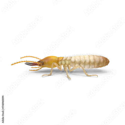 Termite side view isolated on transparent background