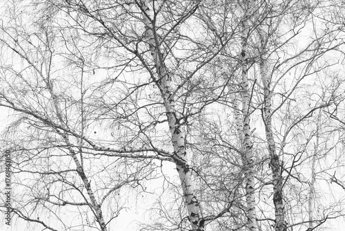 black-and-white photo with white birches