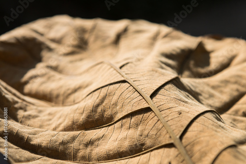 Dry Teak leaves leaf texture on the ground.