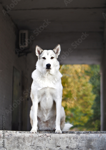 A Laika dog sits against the backdrop of a city building