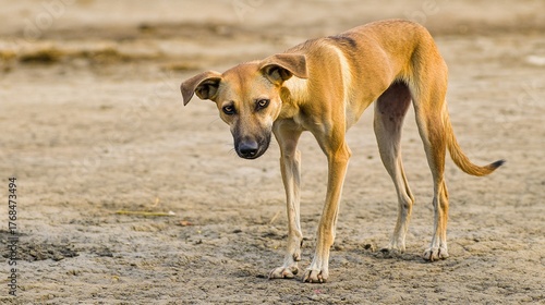 emaciated. A thin stray dog wandering on barren land with visible ribcage under natural light. wildlife magazines, conservation campaigns, designed for eco-tourism storytelling.