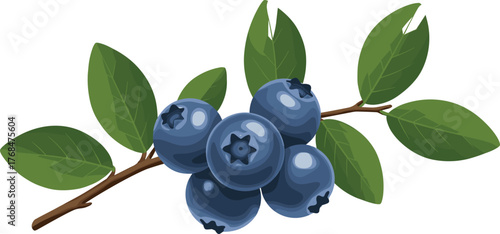 Blueberry branch illustration with ripe berries and green leaves, realistic vector design, botanical and nutrition concept, fresh fruit artwork
