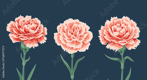 Three vibrant peach and coral carnation flowers with green foliage arranged in a row on a dark blue background.