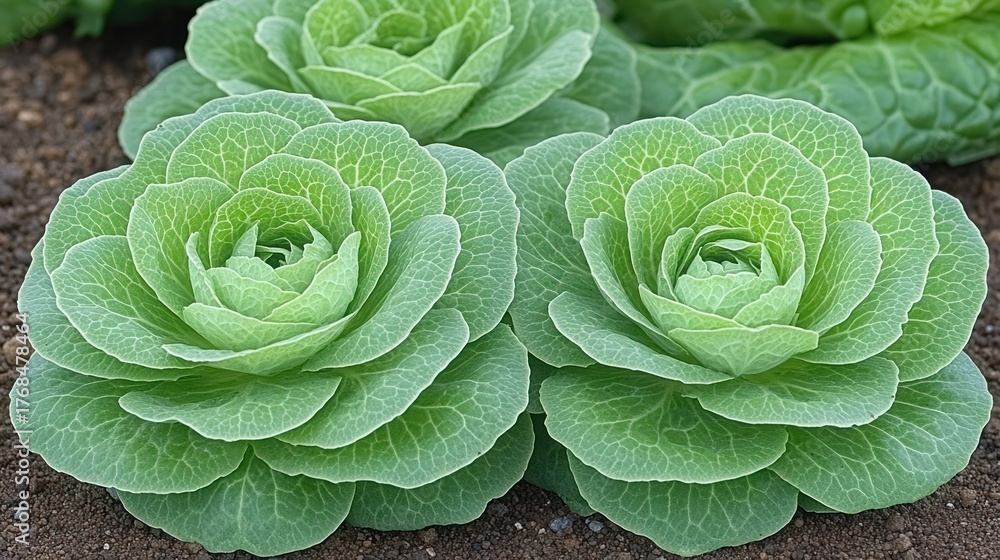 Fototapeta premium Fresh romaine lettuces thrive in a garden with vibrant green leaves under sunlight