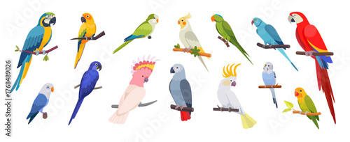 Parrot set. Jungle parakeet bird, green macaw tropical beak or exotic blue cockatoo and bright ara. Red, pink cute zoo nature, funny pets on tree. Vector fauna cartoon isolated illustration