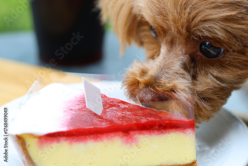 ヒト用のケーキのにおいを嗅いでいるトイ・プードル