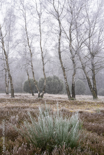 Lüneburg Heath in autumn
