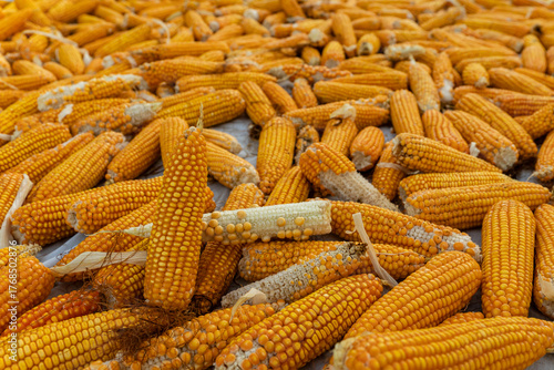 Yellow Corn Cobs Drying After Harvest with Natural Texture and Detail