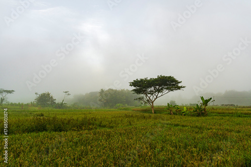 Misty Morning Rice Field with Tree and Foggy Countryside Landscape
