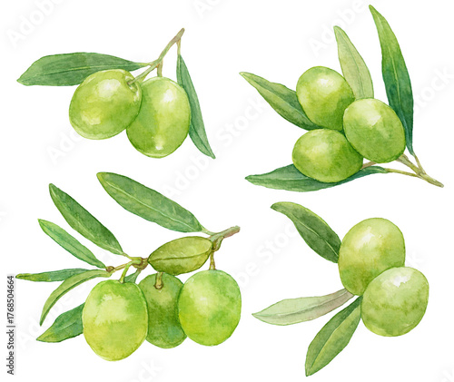 Wallpaper Mural 水彩で描いたオリーブのイラスト素材集　グリーンオリーブの実がついた枝 Torontodigital.ca