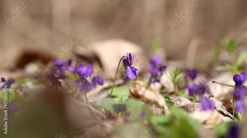 spring forest, violets blooming