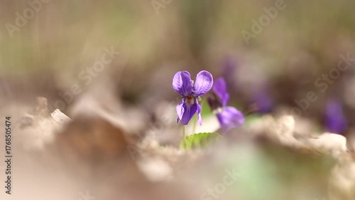 spring forest, violets blooming