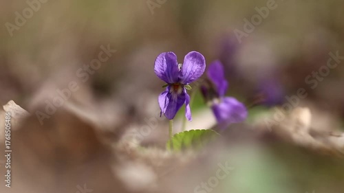 spring forest, violets blooming