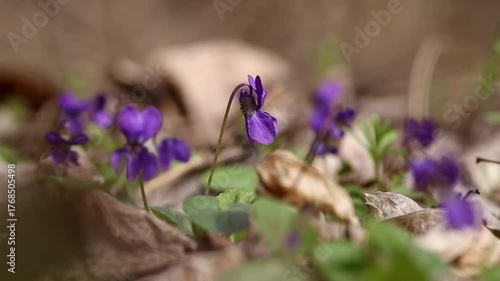 spring forest, violets blooming