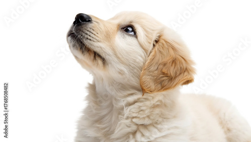 dog isolated on white background