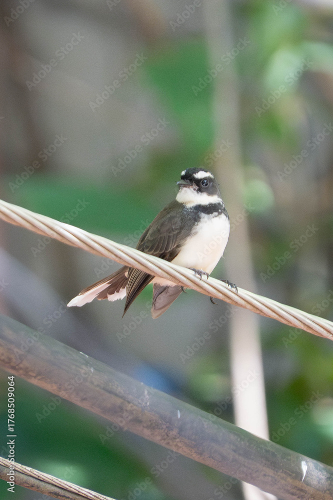 Naklejka premium Close-up of a pied fantail bird perched on a wire with blurred green natural background