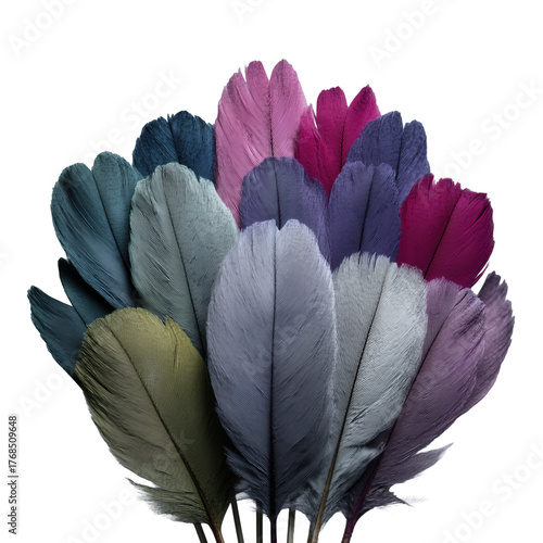 Colorful decorative feathers with vibrant hues cut out