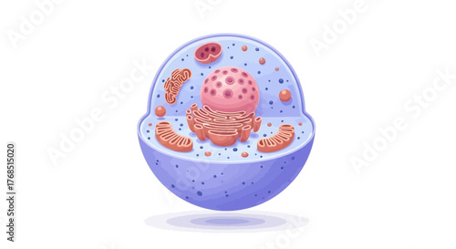 Detailed cartoon illustration presenting the structure of eukaryotic cells effectively